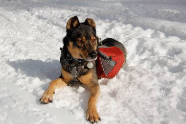 Karda dışında karışık doğurmak Rotweiller Husky kurtarma köpek sırt çantası ile çalış