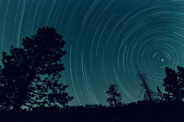 Star trails in the forest in northern California