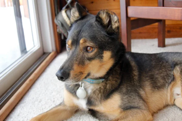 Karışık doğurmak Rotweiller Husky kurtarma içinde oturur ve bekler