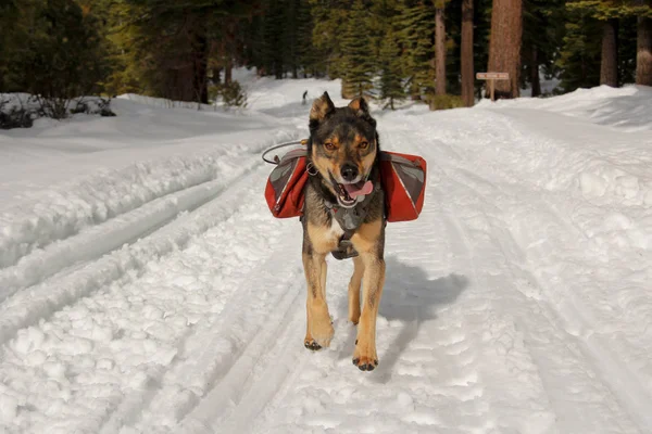 Mixed breed Rotweiller Husky rescue with dog backpack plays outside in snow