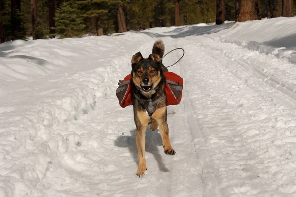 Mixed breed Rotweiller Husky rescue with dog backpack plays outside in snow