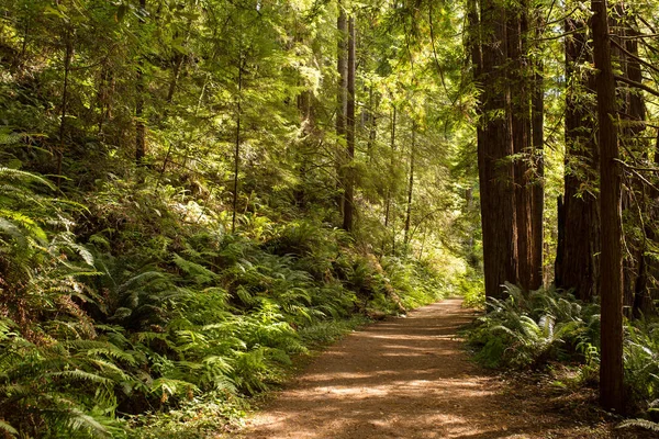 Yol rüzgarlar Mendocino, California geç öğleden sonra güneş ışığı altında çok yüksek Sekoya ağaçları ile hiking