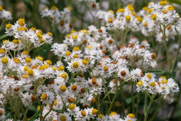 Gros Plan Petites Fleurs Blanches Poussant Dans Les Montagnes Californie — Photo