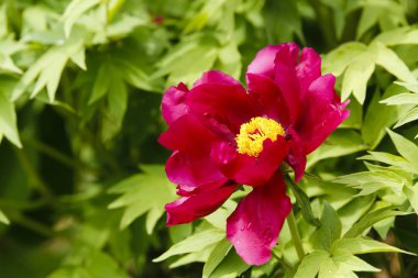 Bahar bahçesinde büyüyen büyük çiçekler.