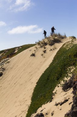 Monterey, California 'da kum tepecikleri üzerinde yürüyen yürüyüşçüler.