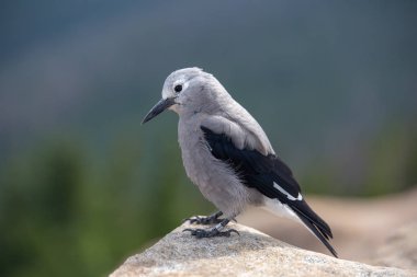 Clark'ın Fındıkkıran oturur Colorado Rocky Dağları'yaz aylarında tünemiş.