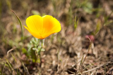 Kaliforniya Körfez Bölgesi 'ndeki Coyote Hills parkının çiçek kaplı tepeleri