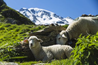Tur du mont blanc benzersiz trek Mont Blanc, İtalya, İsviçre ve Fransa geçerken çevresinde yaklaşık 200 km