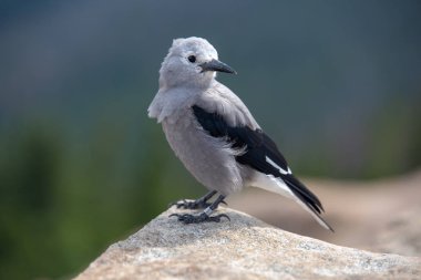 A Clark's Nutcracker sits perched in the Colorado Rockies in summer clipart