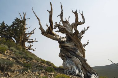 California 'nın Beyaz Dağları 'nda Bristlecone çam ağaçları