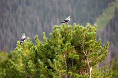 Clark'ın Fındıkkıran oturur Colorado Rocky Dağları'yaz aylarında tünemiş.