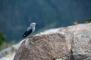 Clark'ın Fındıkkıran oturur Colorado Rocky Dağları'yaz aylarında tünemiş.