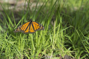 Kral kelebeği çimlerin üzerinde dinleniyor