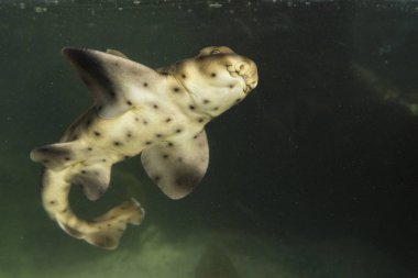 balık deniz suyu kapat 