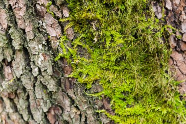 Meşe ağaçları bir California orman üzerinde yeşil yosun yetişir