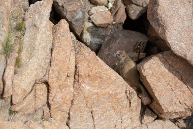 Sarı karınlı yaz aylarında Colorado Rockies kayalarda oynayan bir sıçan