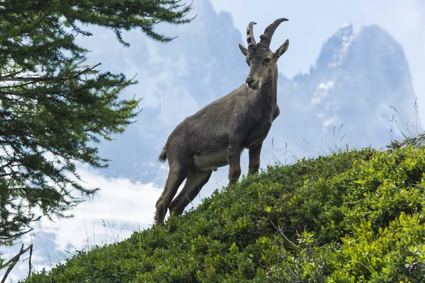 Cabra Montaña Los Alpes — Foto de Stock