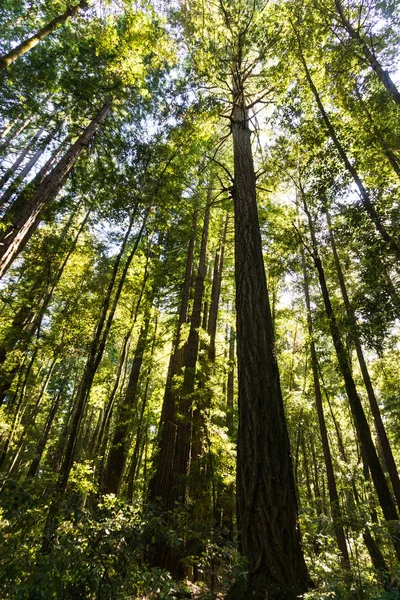 Sinar Matahari Menyaring Melalui Kanopi Hutan Redwood Padat — Stok Foto