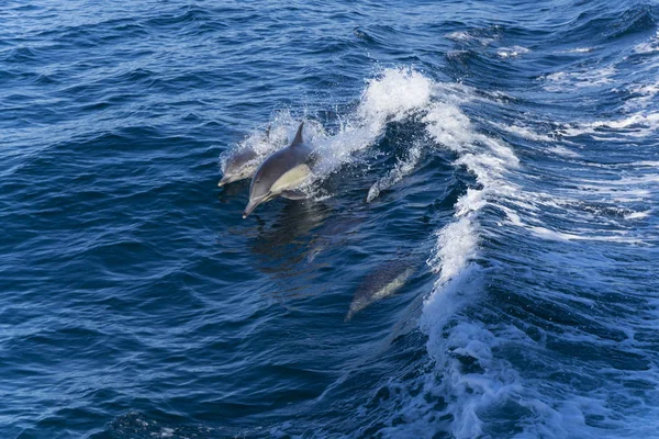 Δελφίνια Στο Γαλάζιο Νερό — Φωτογραφία Αρχείου