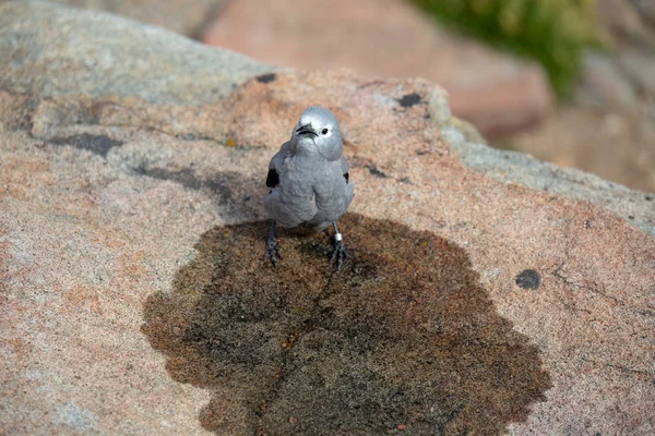 Quebra Nozes Clark Fica Empoleirado Nas Montanhas Rochosas Colorado Verão — Fotografia de Stock