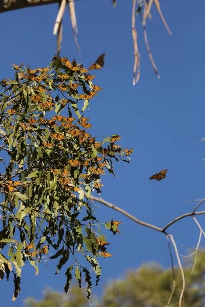 Monarch butterfly migration in a forest preserve in Central California