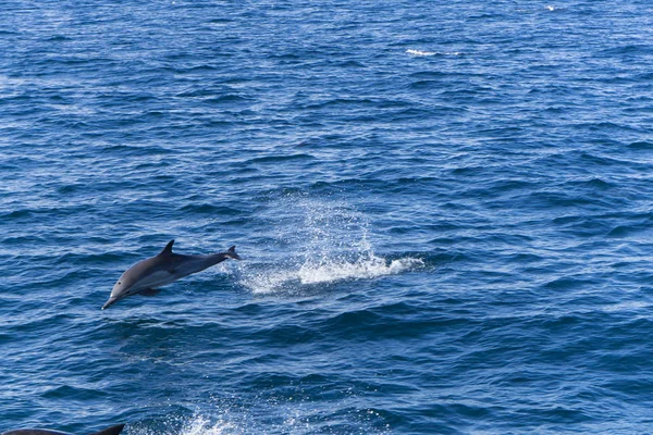 Delfines Agua Mar Azul —  Fotos de Stock