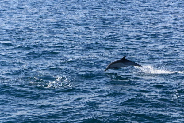 Kék Tenger Vizében Delfinek — Stock Fotó