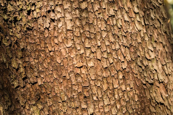 캘리포니아 숲에서 나무의 섹션의 클로즈업 — 스톡 사진