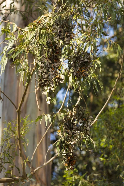 Migrazione Delle Farfalle Monarca Una Riserva Forestale Della California Centrale — Foto Stock