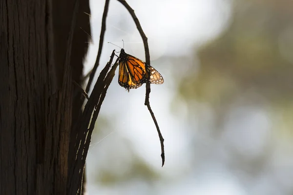Monarch butterfly migration in a forest preserve in Central California