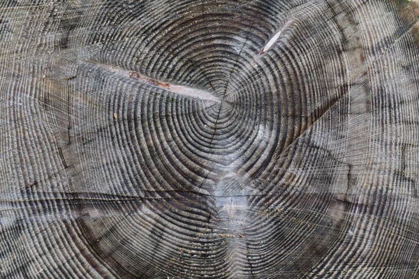 Detailní Záběr Části Stromu Doménové Struktuře Kalifornie — Stock fotografie