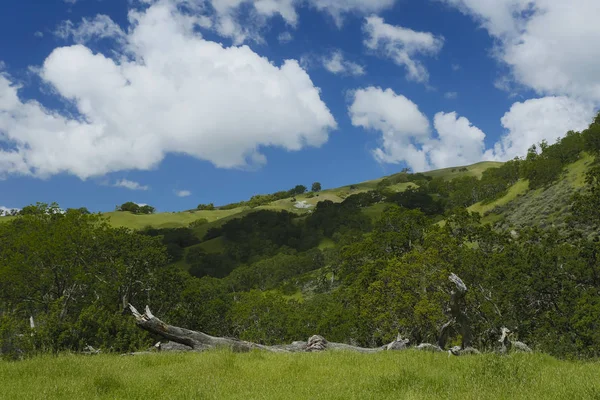 Sunol Bölgesel Korumak Vahşi Hayat — Stok fotoğraf