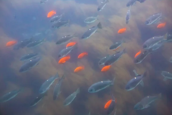 Assorted fish and Garibaldi swim in the cold blue water of Avalon Harbor on Catalina Island
