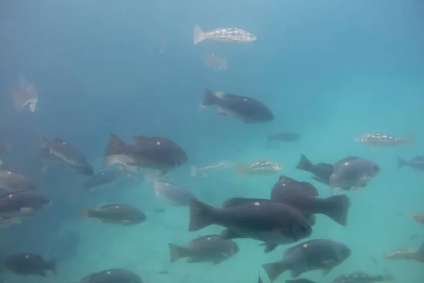 Assorted Fish Swim Cold Blue Water Avalon Harbor Catalina Island — Stock Photo, Image