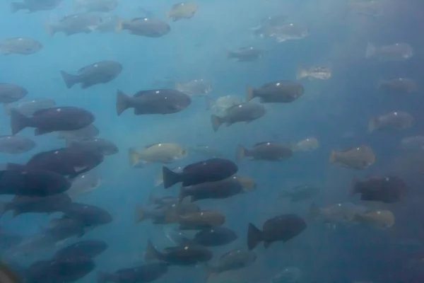 カタリナ島のアバロン港の冷たい青い水の中で泳ぐ魚の盛り合わせ — ストック写真