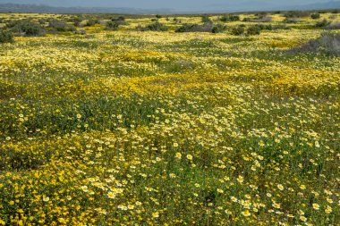 Kır çiçeği superbloom sırasında Carrizo Ovası'nda parlak sarı çiçekler