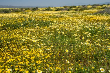 Kır çiçeği superbloom sırasında Carrizo Ovası'nda parlak sarı çiçekler