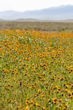 Kır çiçeği superbloom sırasında Carrizo Ovası'nda parlak sarı çiçekler