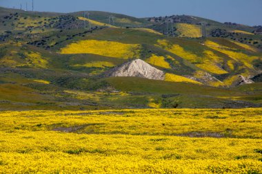 Kır çiçeği superbloom sırasında Carrizo Ovası'nda parlak sarı çiçekler