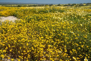 Kır çiçeği superbloom sırasında Carrizo Ovası'nda parlak sarı çiçekler