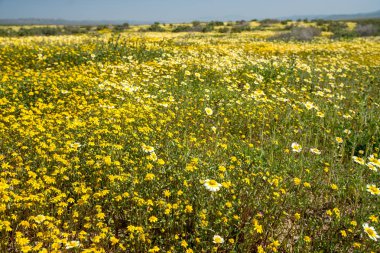 Kır çiçeği superbloom sırasında Carrizo Ovası'nda parlak sarı çiçekler