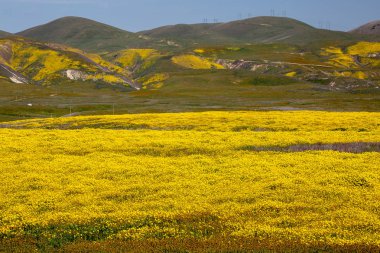 Kır çiçeği superbloom sırasında Carrizo Ovası'nda parlak sarı çiçekler