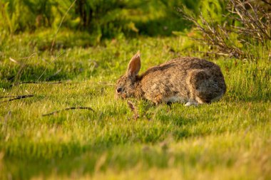 Wild rabbit at sunset along California's central coast