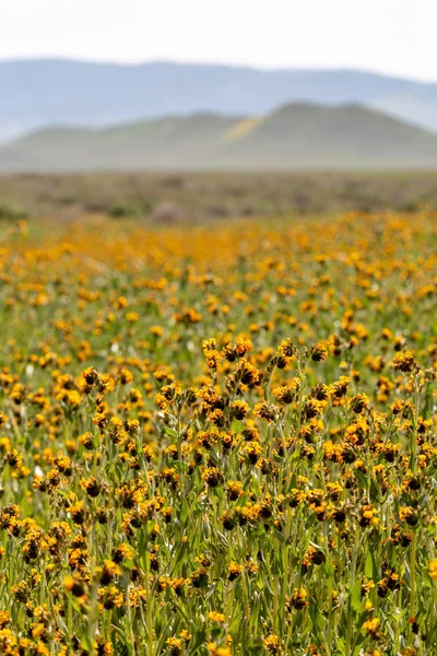 Fényes Sárga Virágok Carrizo Plain Alatt Vadvirág Superbloom — Stock Fotó