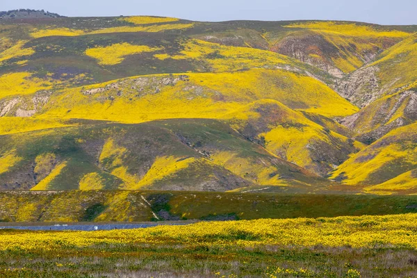 Солнечные Панели Ярко Желтые Цветы Равнине Каррисо Время Цветения Диких — стоковое фото
