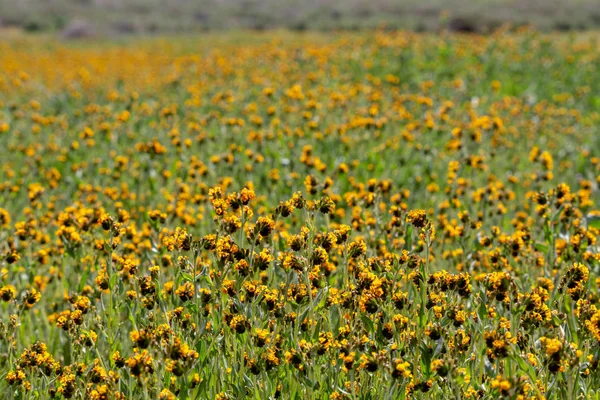 Fleurs Jaune Vif Sur Plaine Carrizo Pendant Superfloraison Des Fleurs — Photo