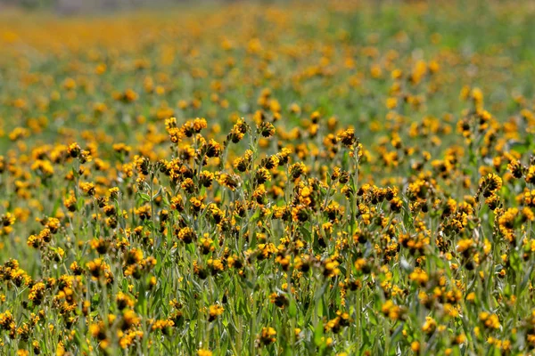 Fleurs Jaune Vif Sur Plaine Carrizo Pendant Superfloraison Des Fleurs — Photo