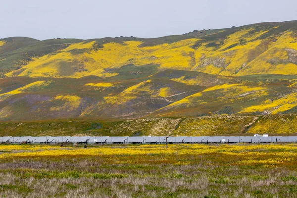Солнечные Панели Ярко Желтые Цветы Равнине Каррисо Время Цветения Диких — стоковое фото