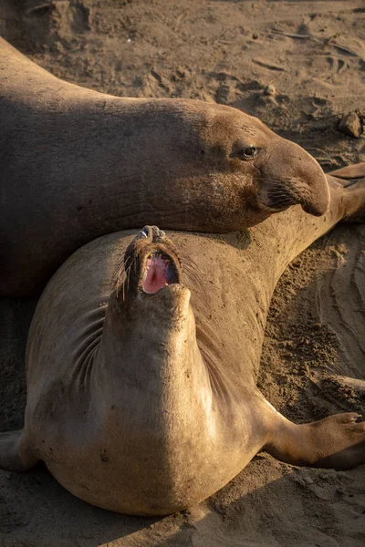 Adult Male Elephant Seal Beach California Central Coast — Stock Photo, Image