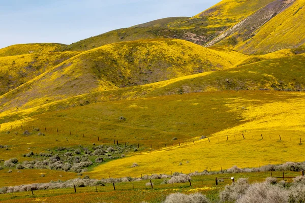 Ярко Желтые Цветы Равнине Каррисо Время Цветения Диких Цветов — стоковое фото